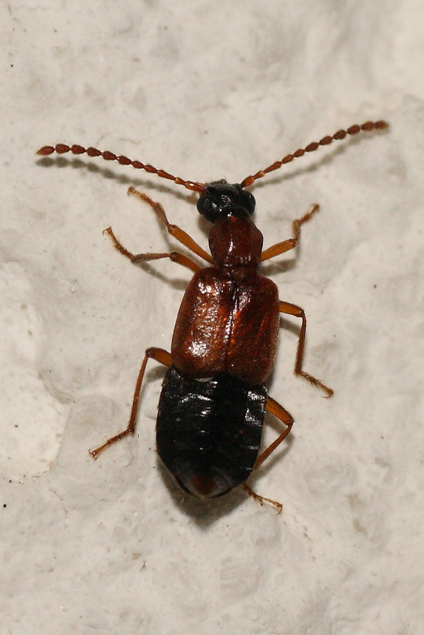 Staphylinidae da identificare: Deleaster dichrous