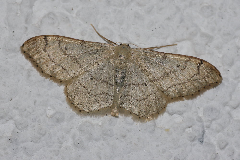 Idaea aversata ?