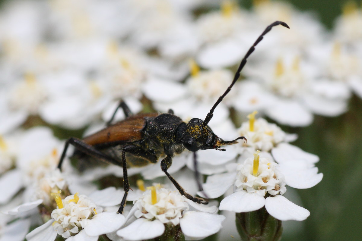 Anastrangalia sanguinolenta