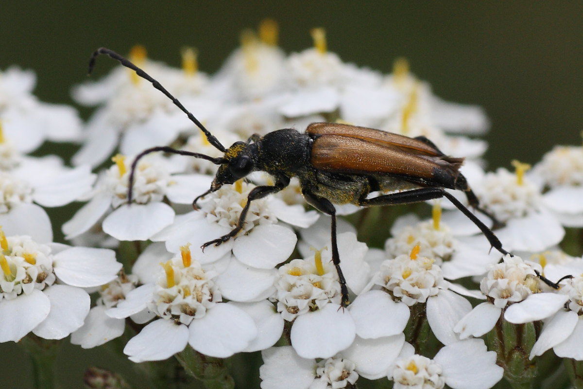 Anastrangalia sanguinolenta