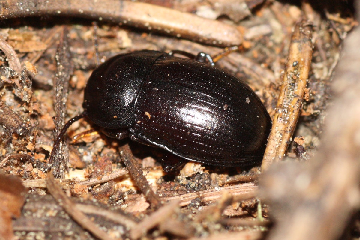 Tenebrionidae (Nalassus?) da identificare