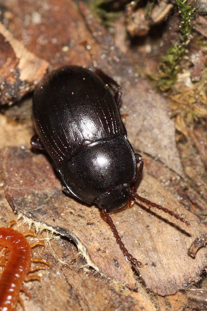 Tenebrionidae (Nalassus?) da identificare