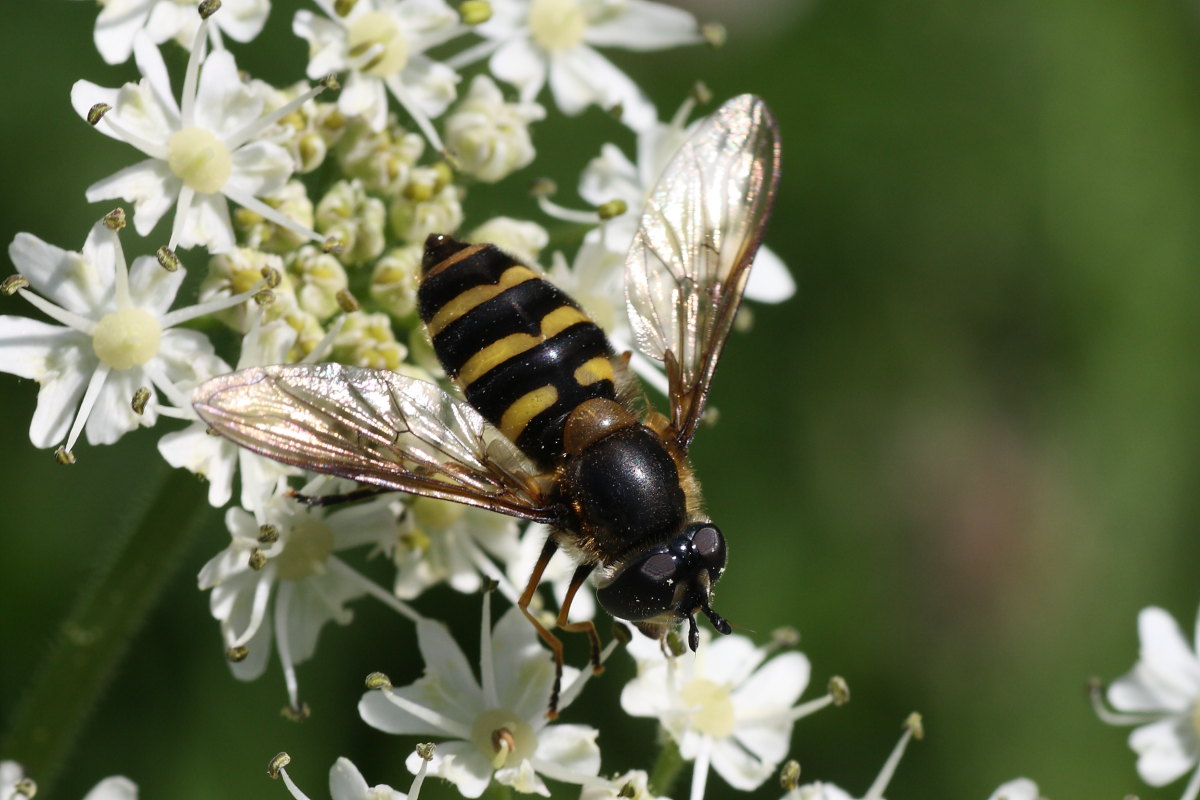 Eriozona erratica ♀ (Syrphidae)