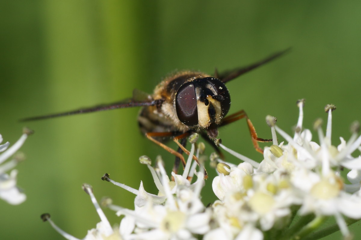 Eriozona erratica ♀ (Syrphidae)