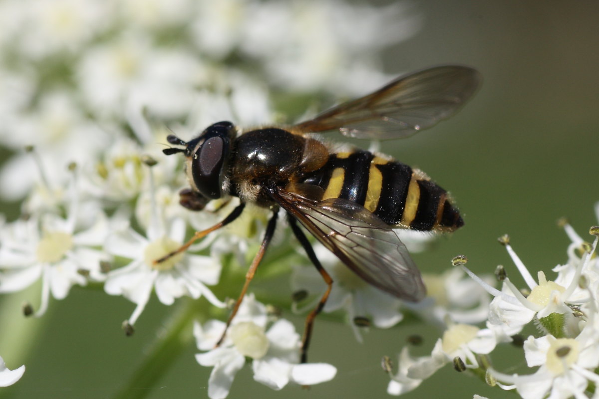 Eriozona erratica ♀ (Syrphidae)