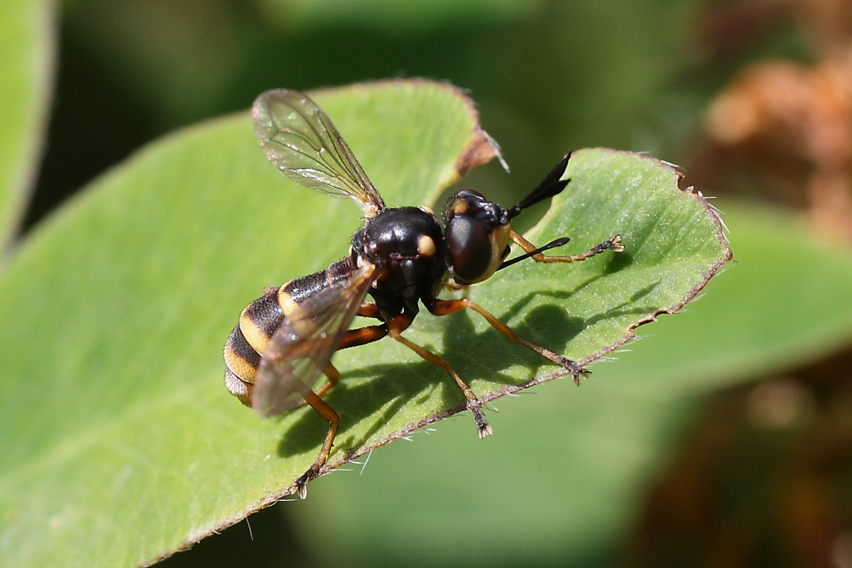 Conopidi da identificare