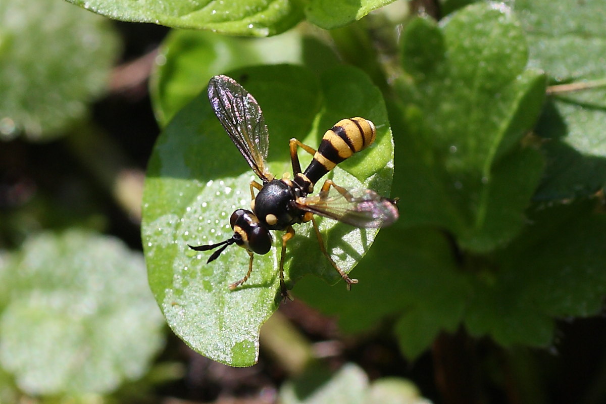 Conopidi da identificare