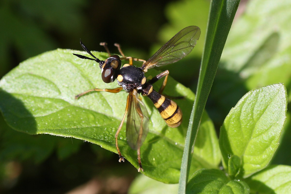 Conopidi da identificare