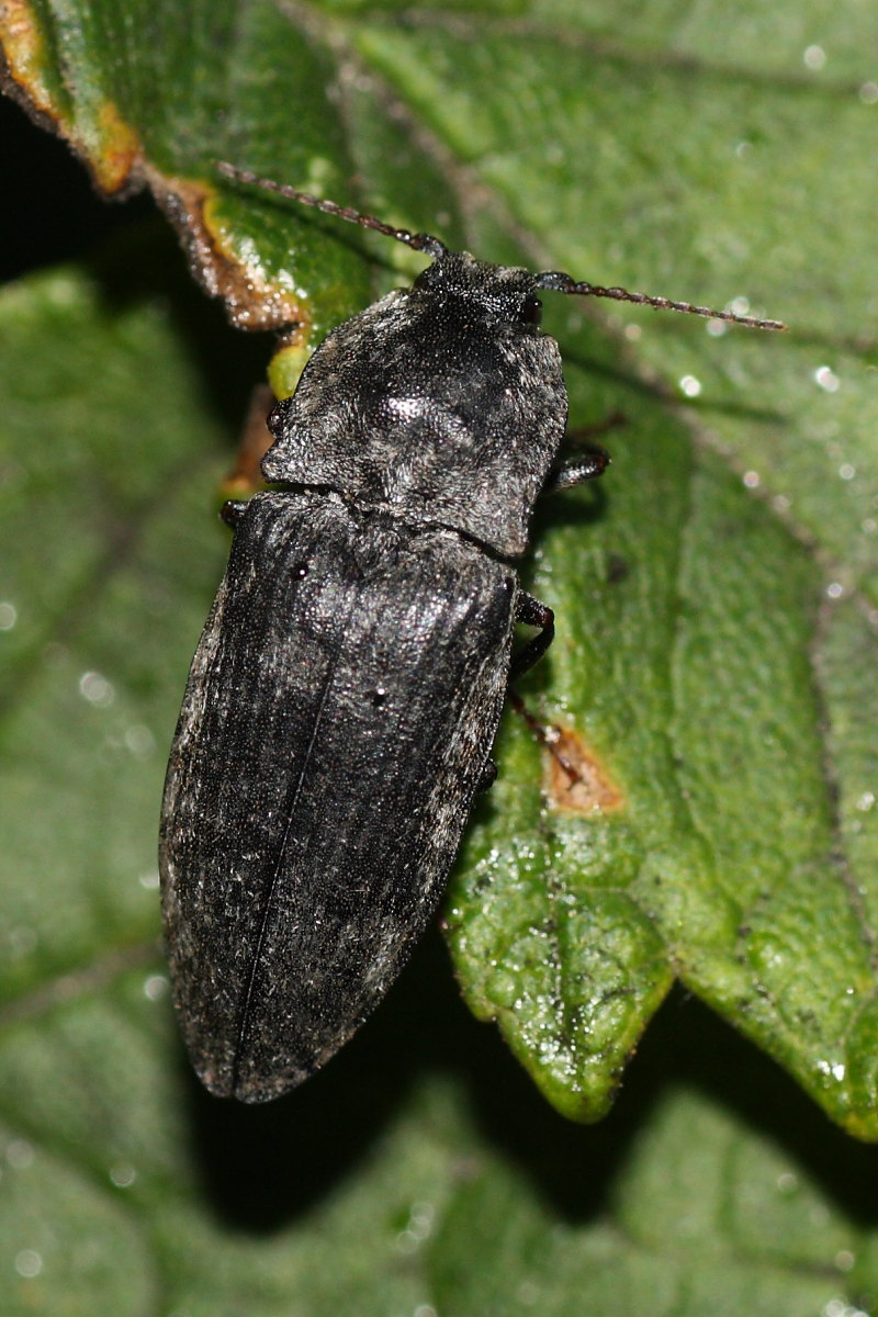 Elateridae da identificare