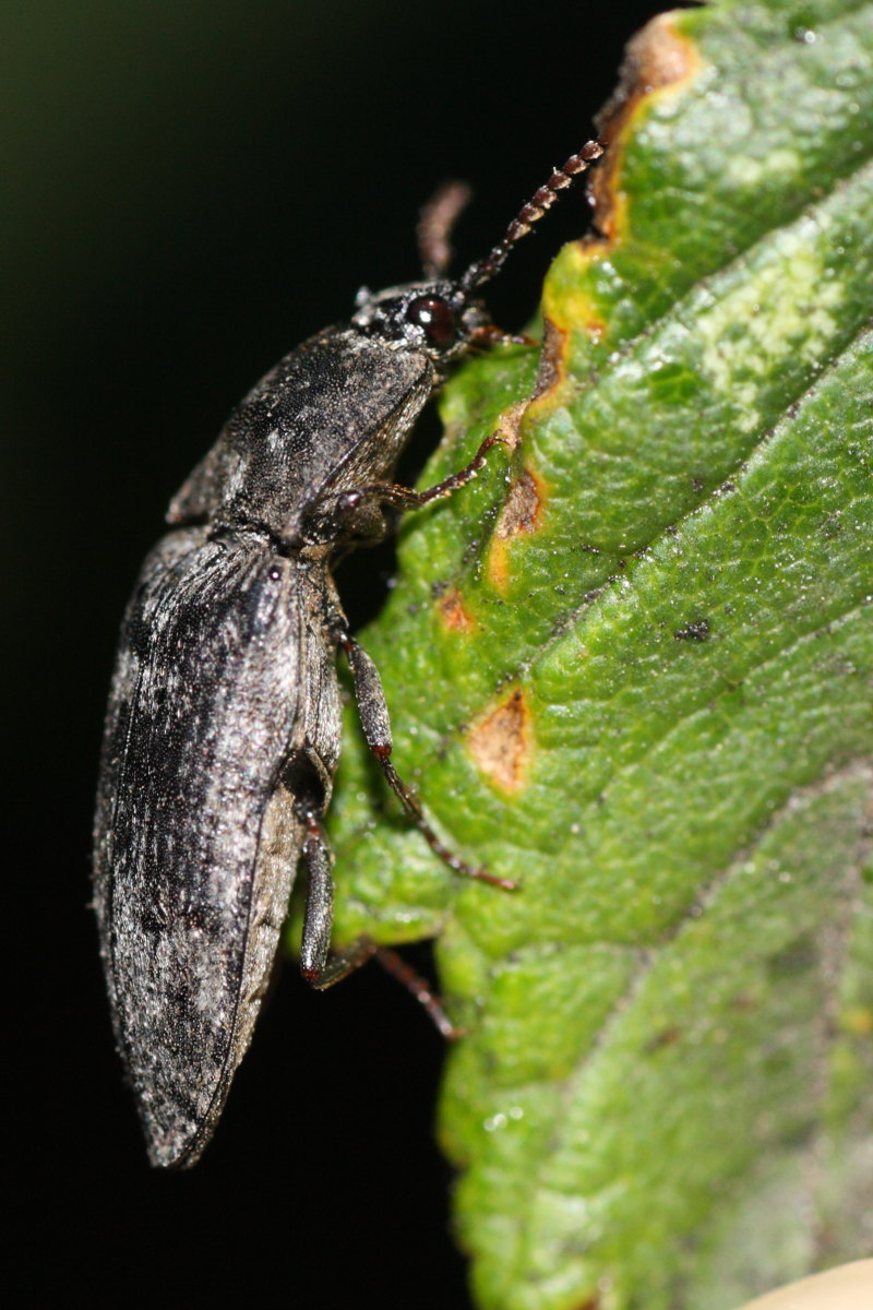 Elateridae da identificare