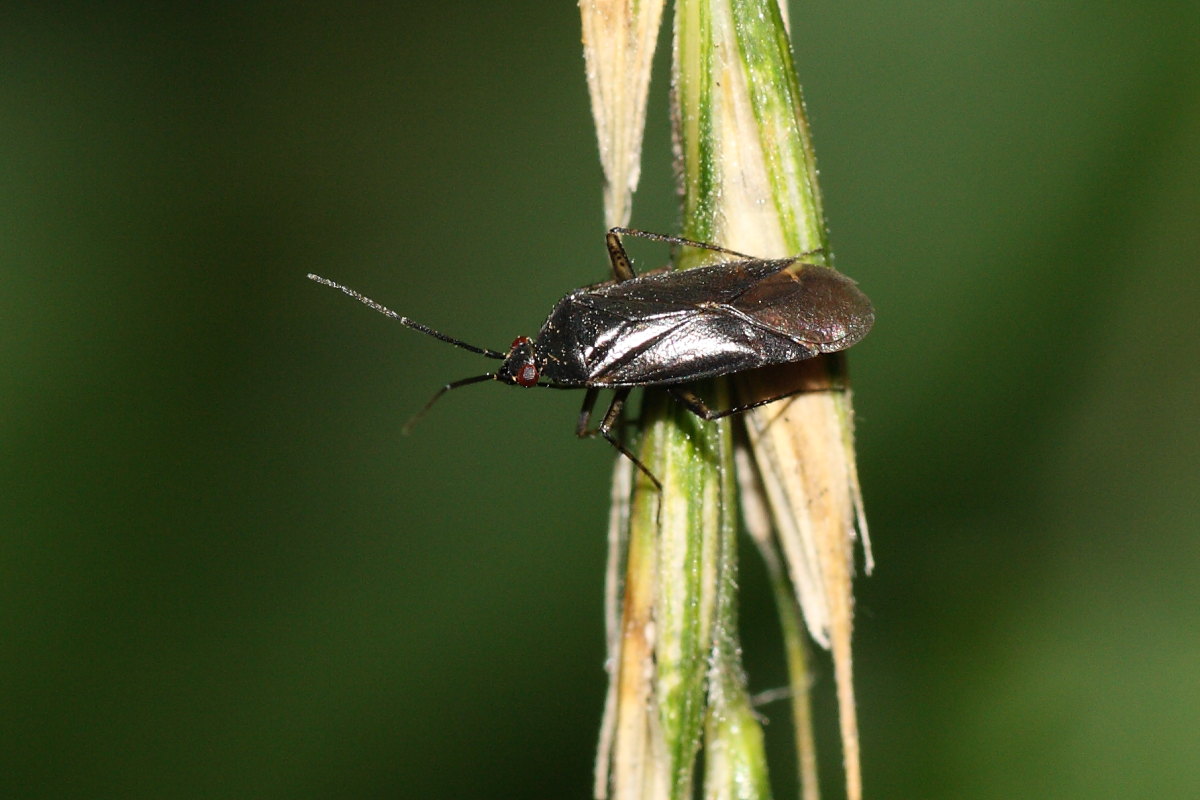 Miridae: Plagiognathus arbustorum del Trentino (TN)