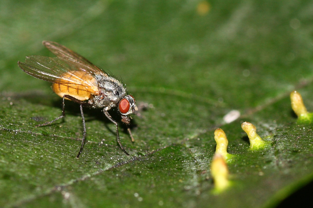 Thricops semicinereus ♀ (muscidae)