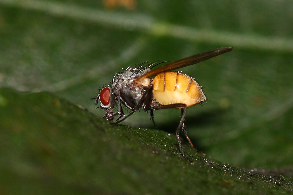Thricops semicinereus ♀ (muscidae)