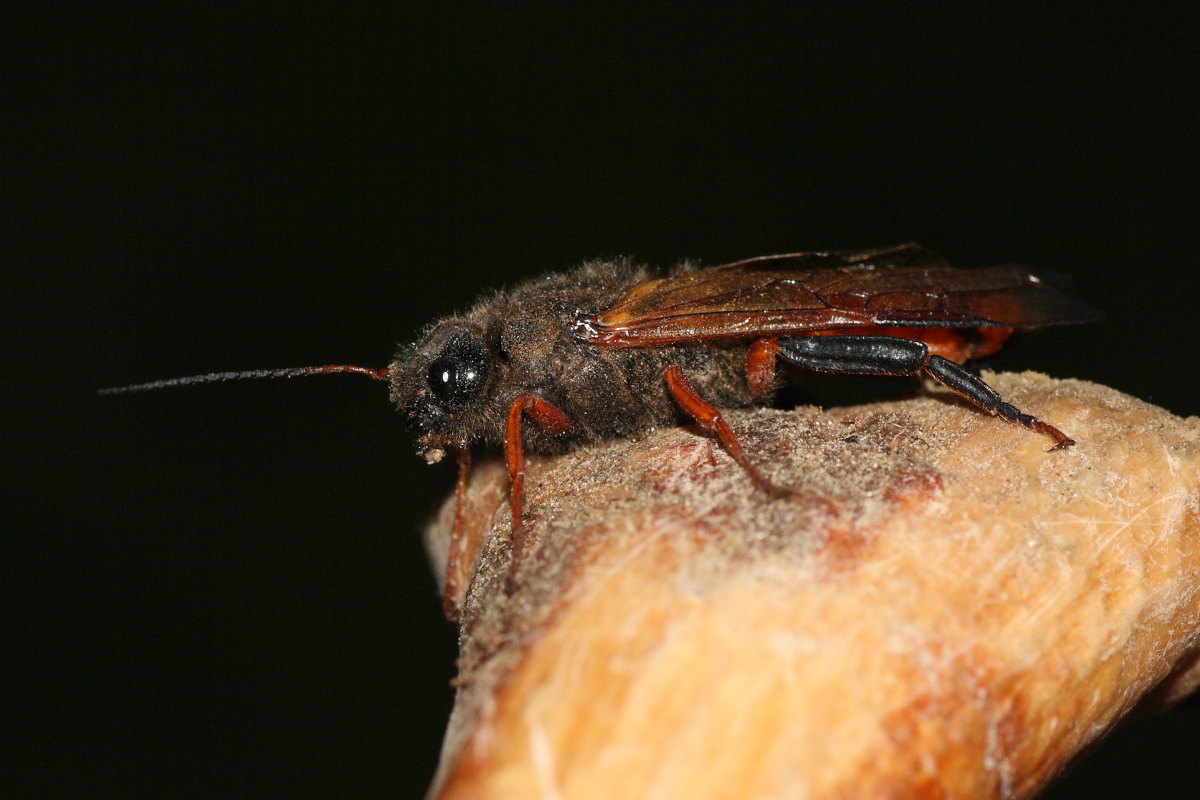 Sirex juvencus