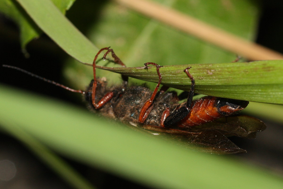 Sirex juvencus