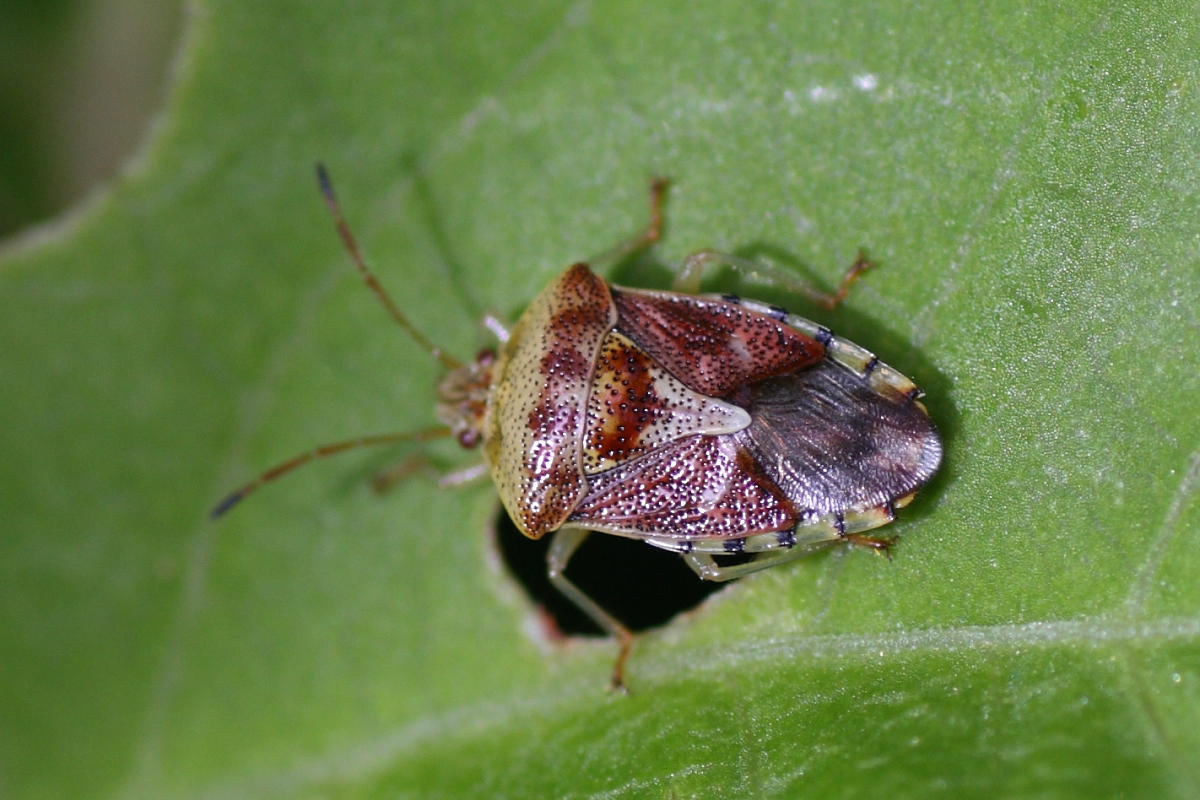 Acanthosomatidae: Elasmucha grisea del Trentino (Pejo)