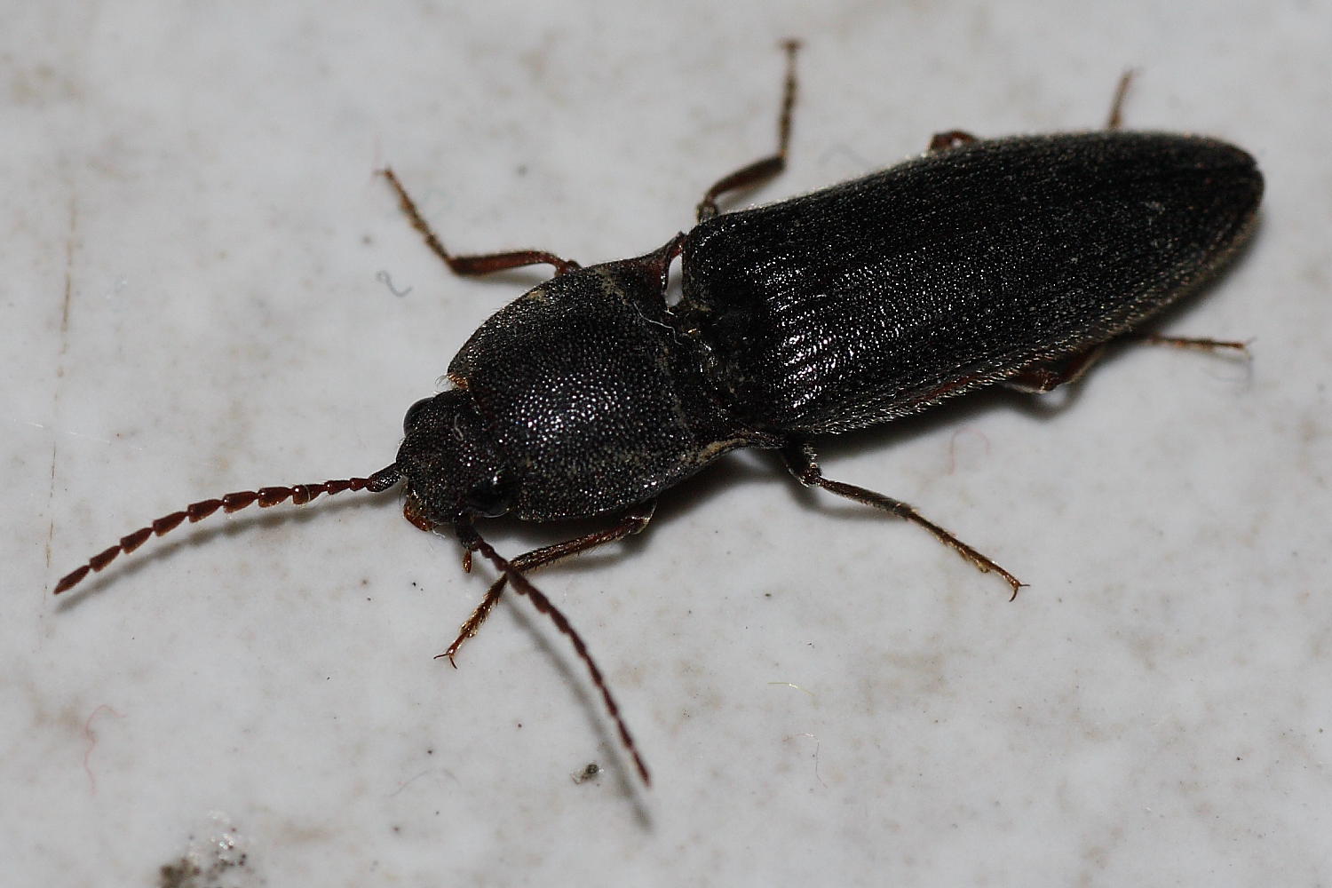 Cidnopus pilosus ? Melanotus sp.