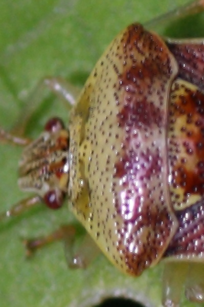 Acanthosomatidae: Elasmucha grisea del Trentino (Pejo)