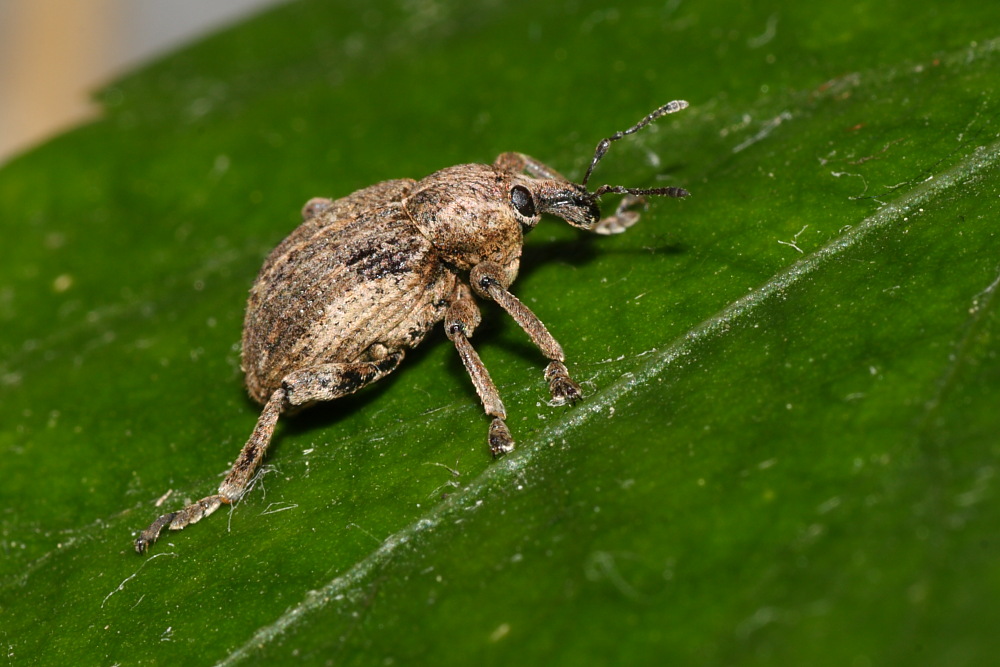 Curculionidae: Brachypera  zoilus