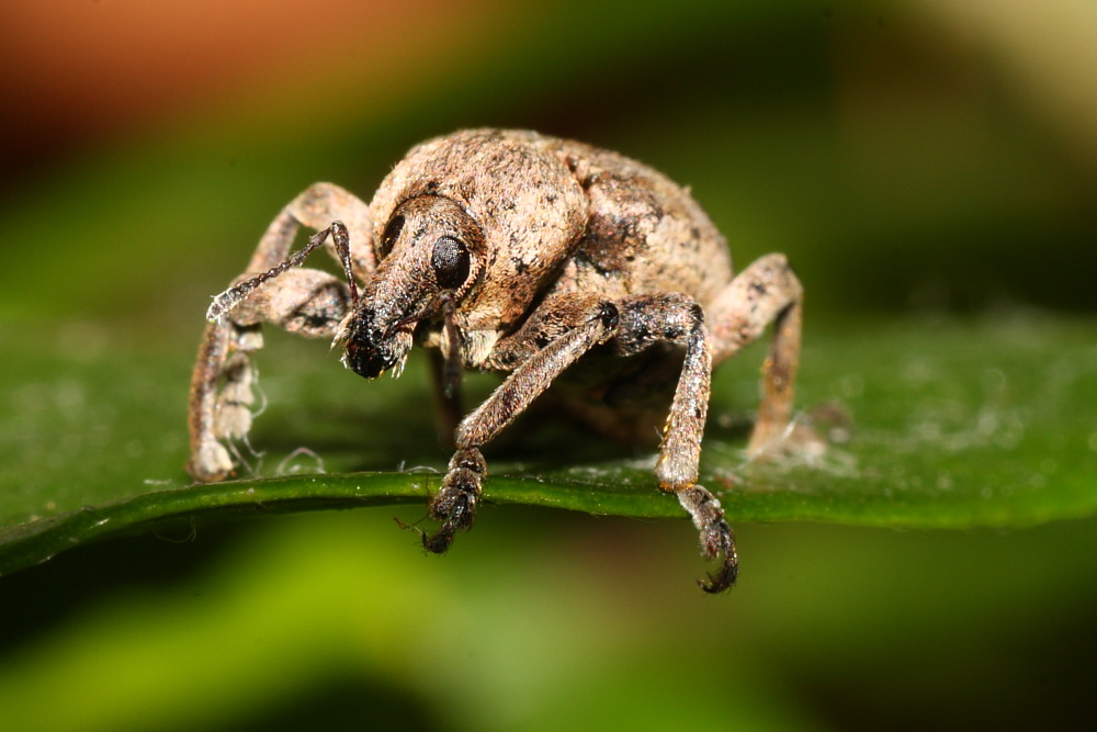 Curculionidae: Brachypera  zoilus