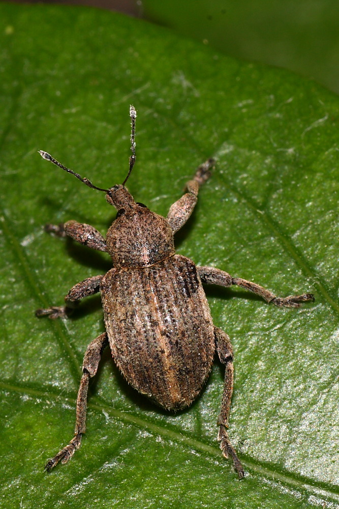 Curculionidae: Brachypera  zoilus