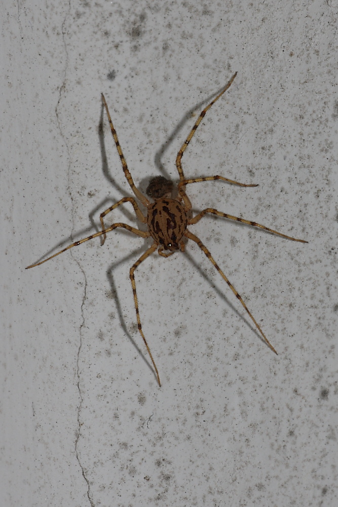 Scytodes thoracica