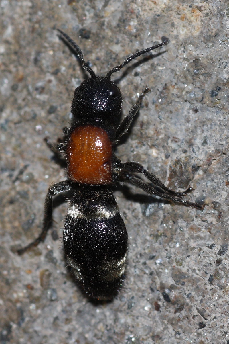 Mutilla europaea