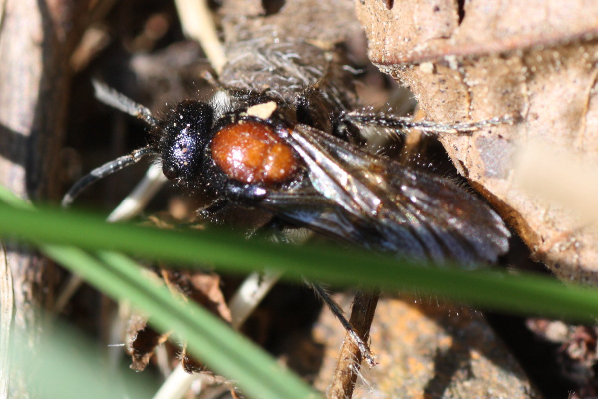 Mutilla europaea