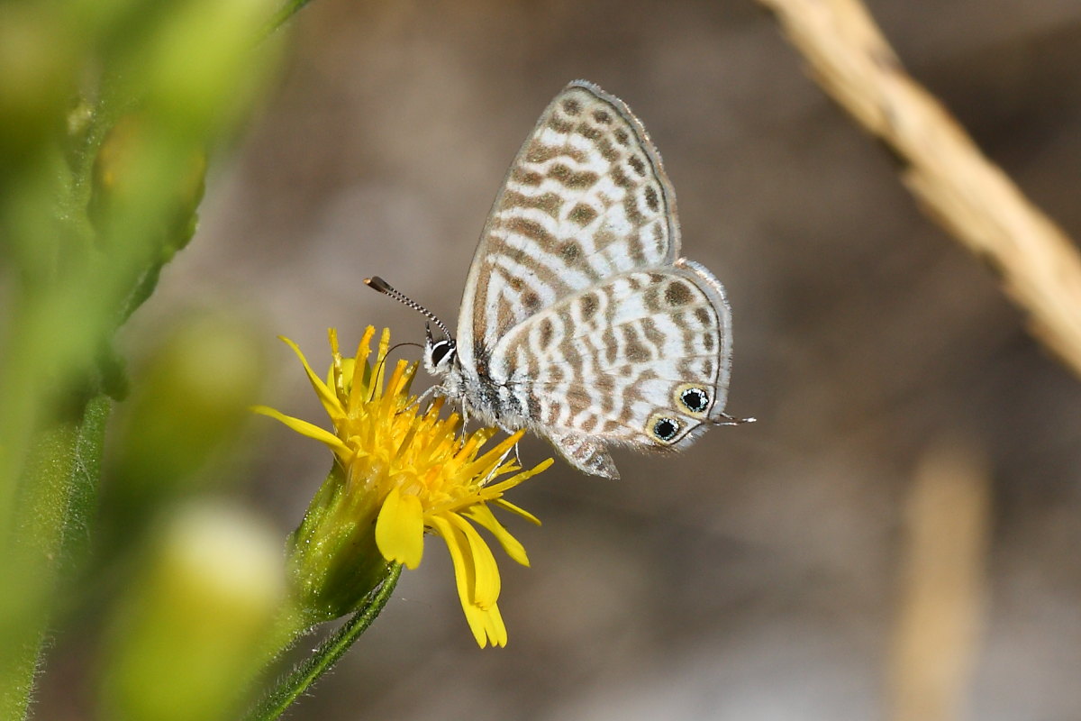 Cercando la Charaxes