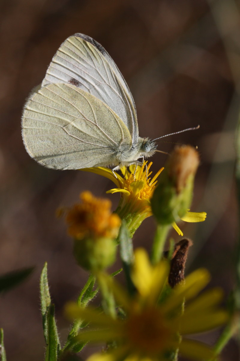 Cercando la Charaxes