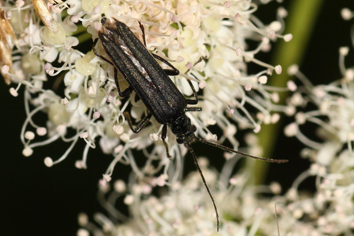 Oedemera da identificare