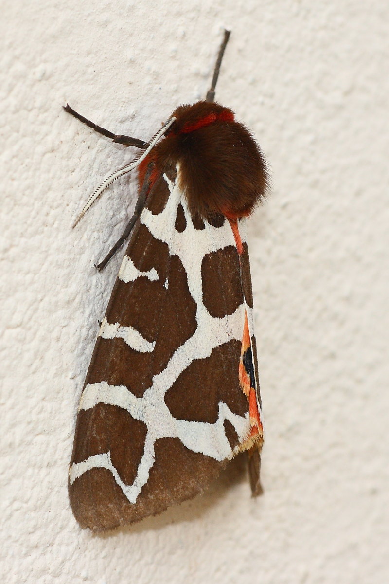 Arctia caja