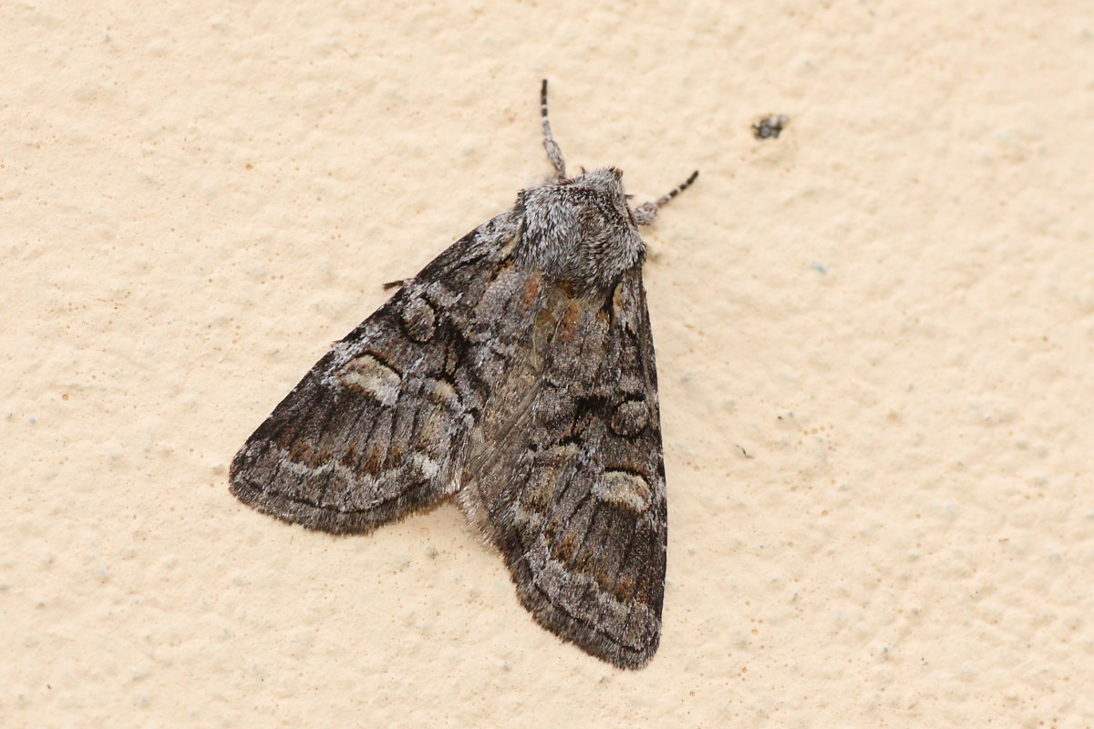 Brachylomia viminalis