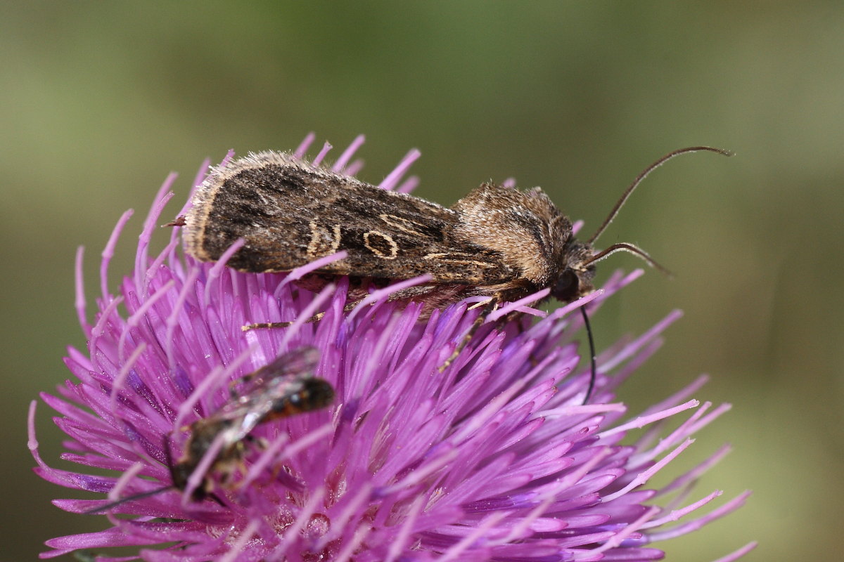 Chersotis sp