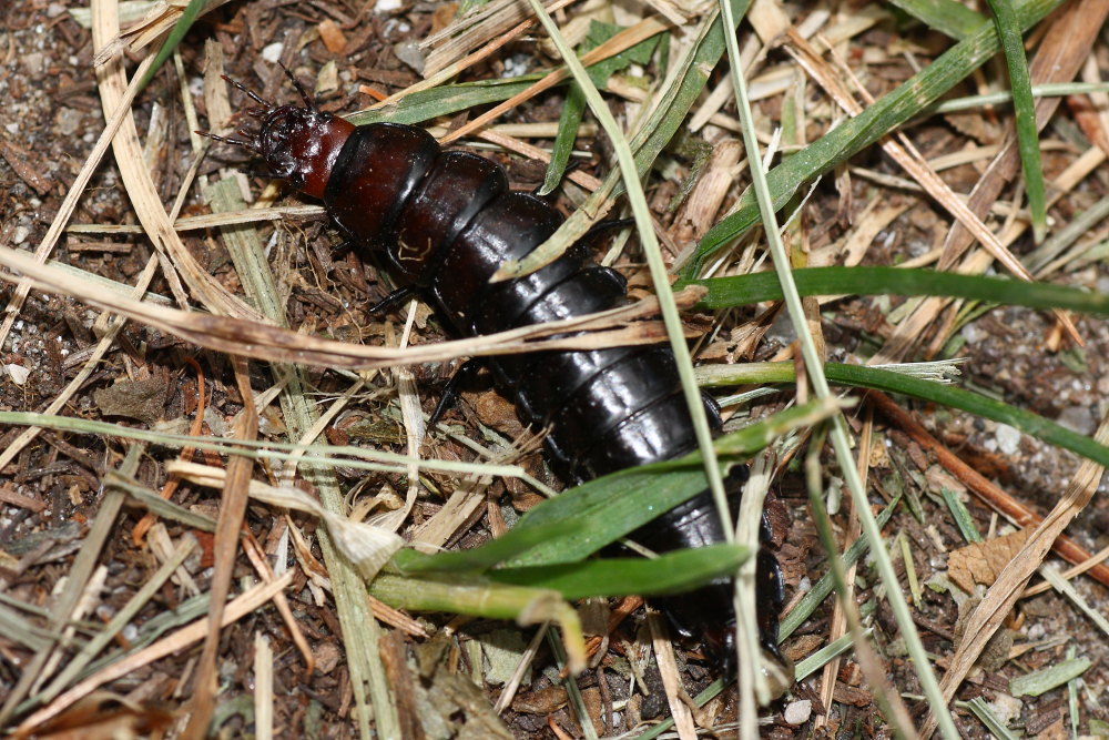 Larva di Carabus (Megodontus) germarii