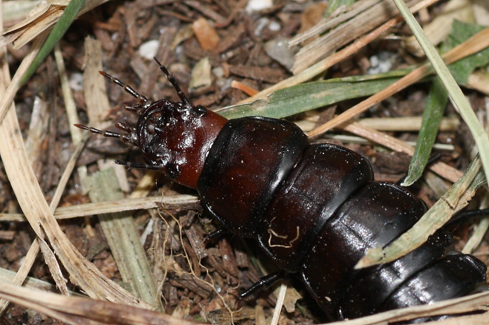 Larva di Carabus (Megodontus) germarii