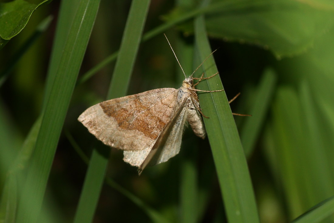 Scotopteryx chenopodiata