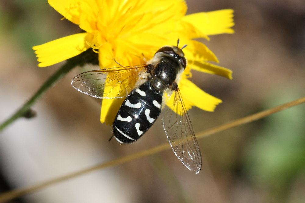 Scaeva selenitica?