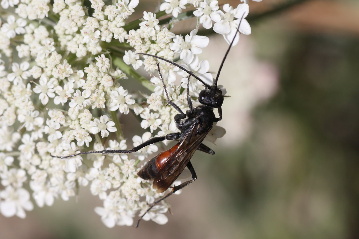Pompilidae da identificare