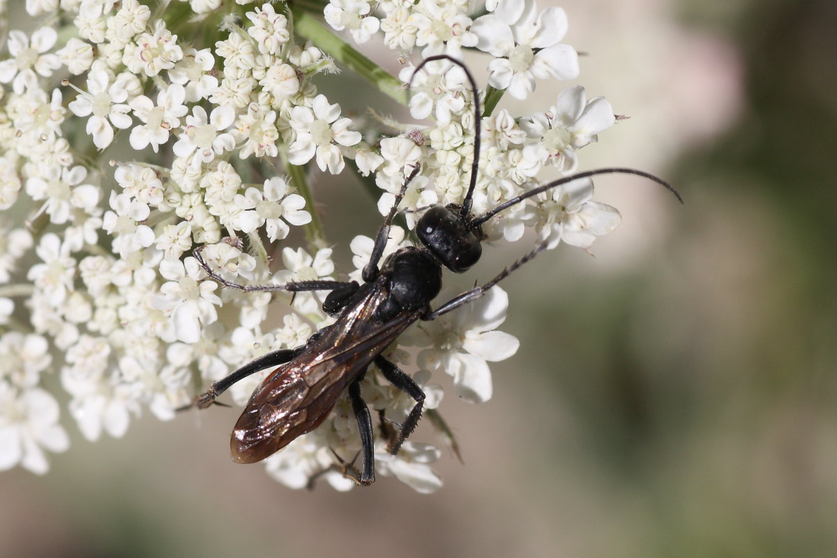 Pompilidae da identificare