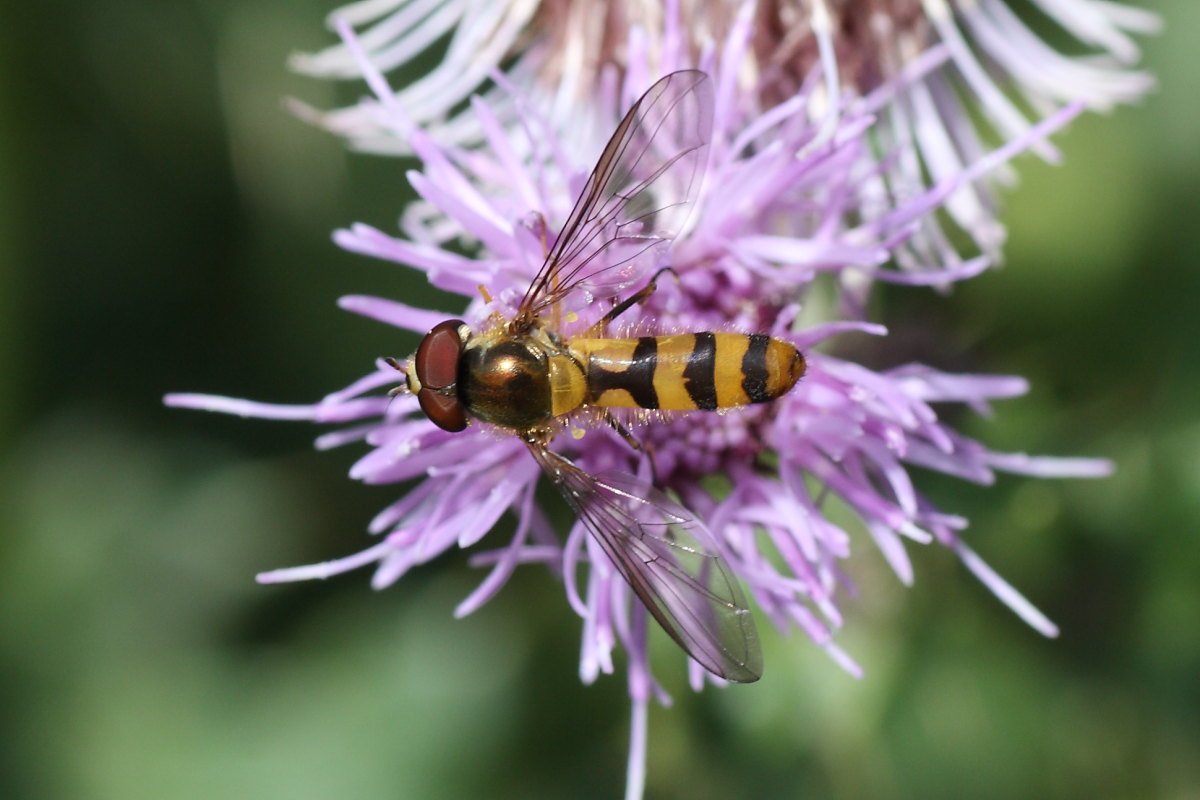 Meliscaeva cinctella ♂ (Syrphidae)