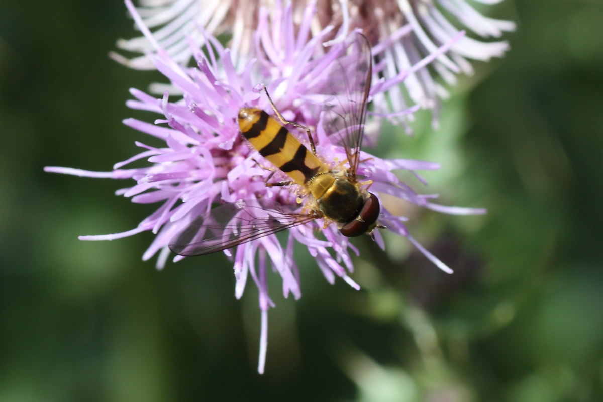 Meliscaeva cinctella ♂ (Syrphidae)