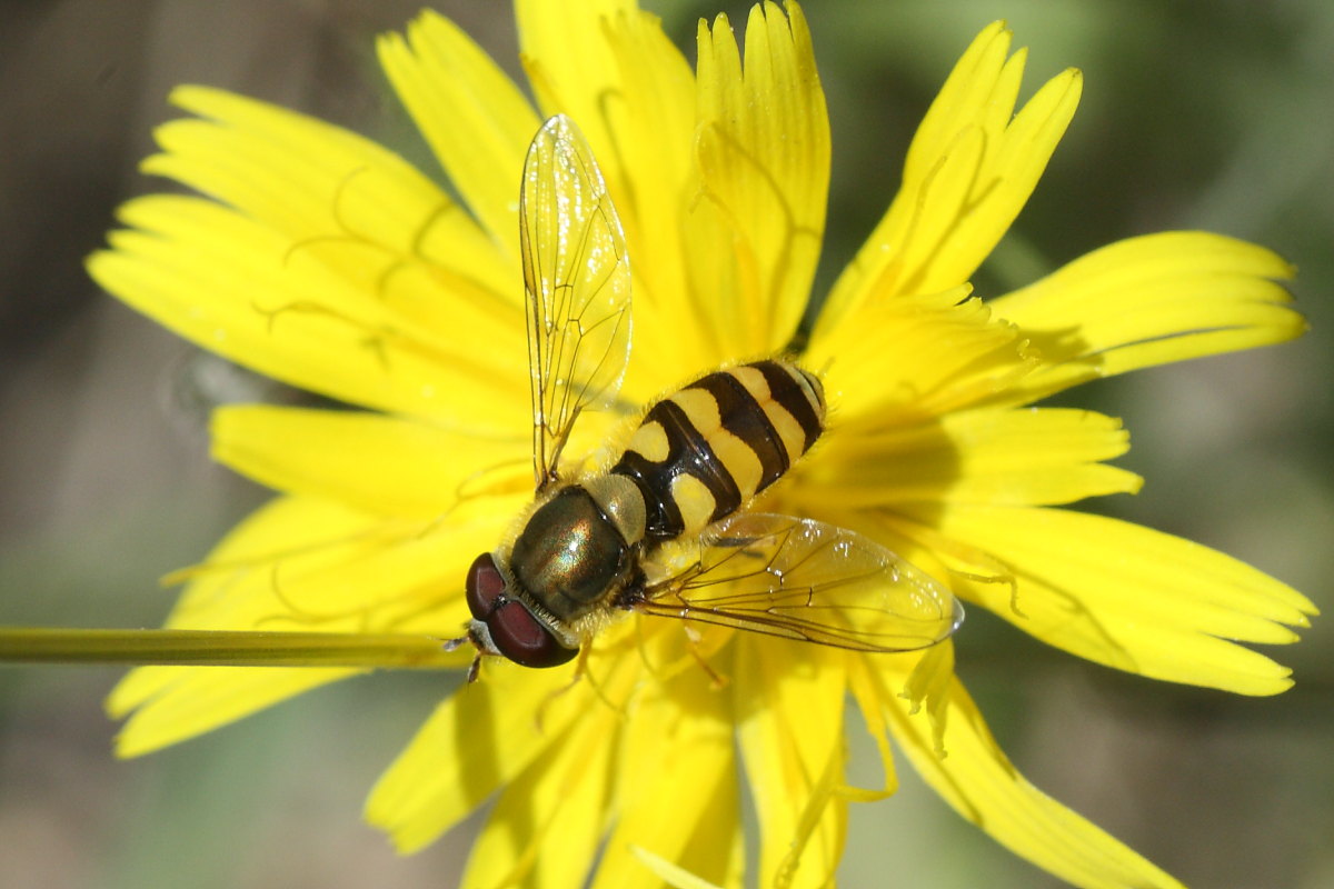 Syrphus vitripennis ?