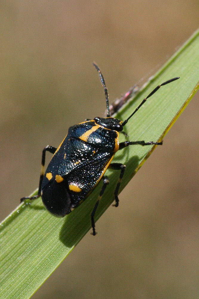 Eurydema oleracea? S