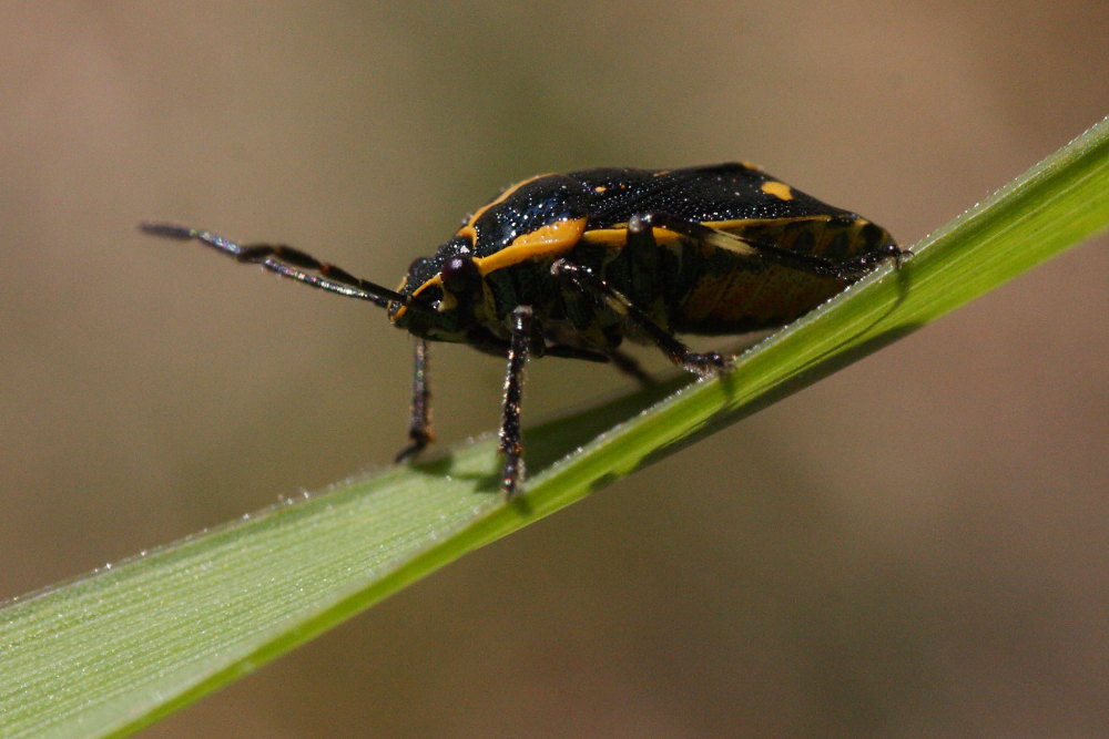 Eurydema oleracea? S