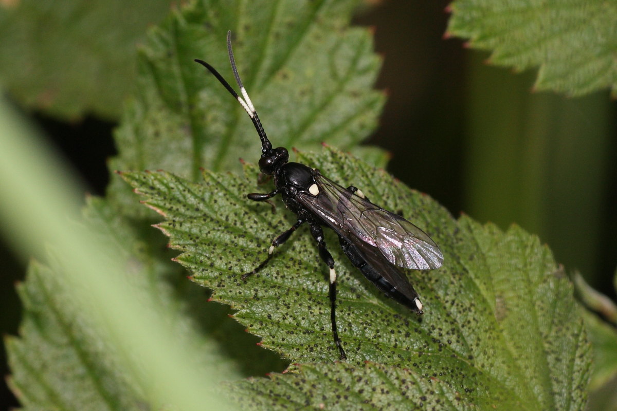 Coelichneumon deliratorius (Ichneumonidae)