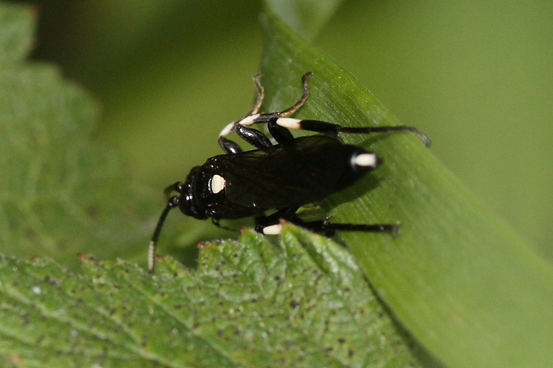 Coelichneumon deliratorius (Ichneumonidae)