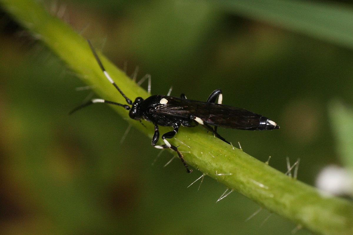 Coelichneumon deliratorius (Ichneumonidae)