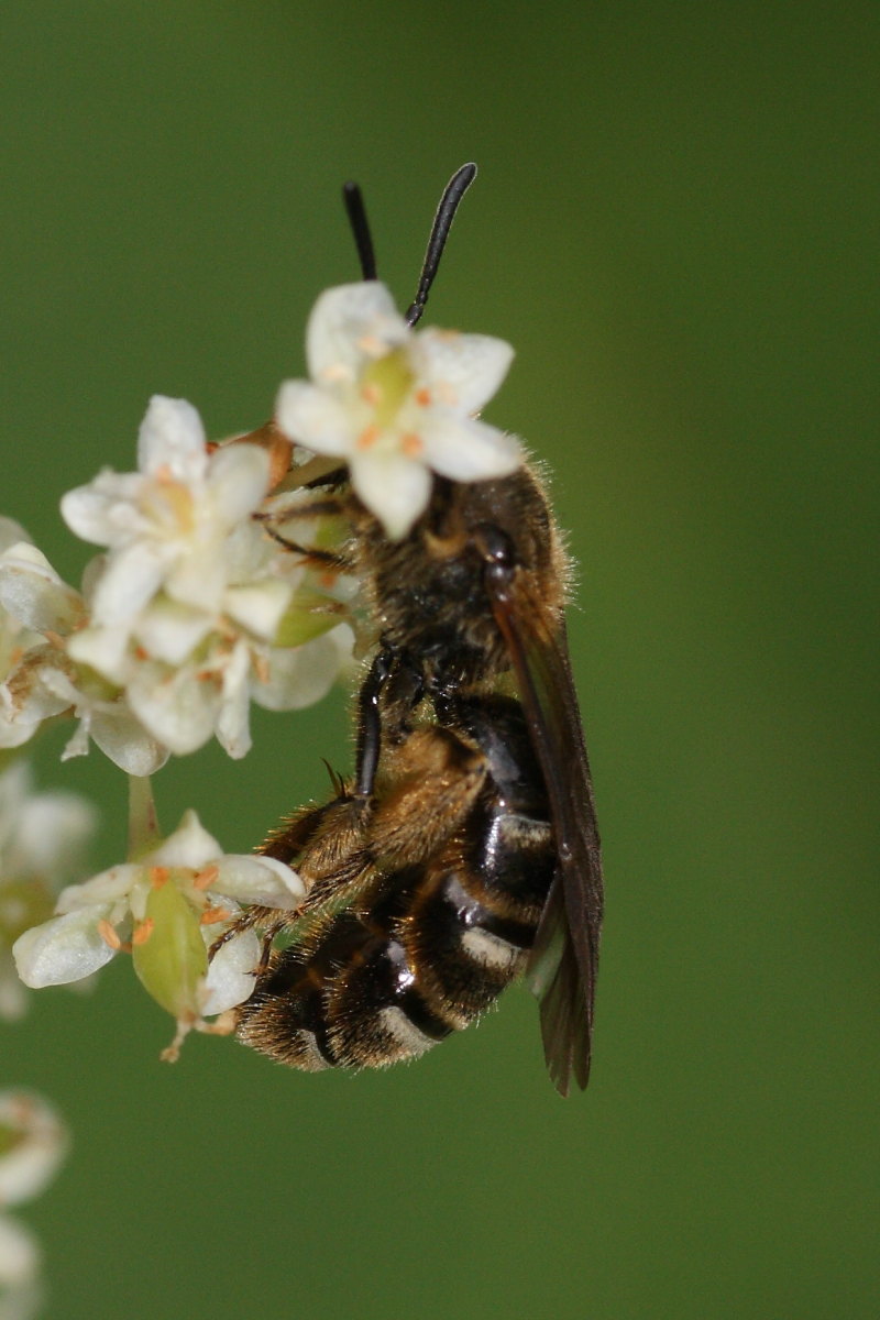 Apidae Halictinae