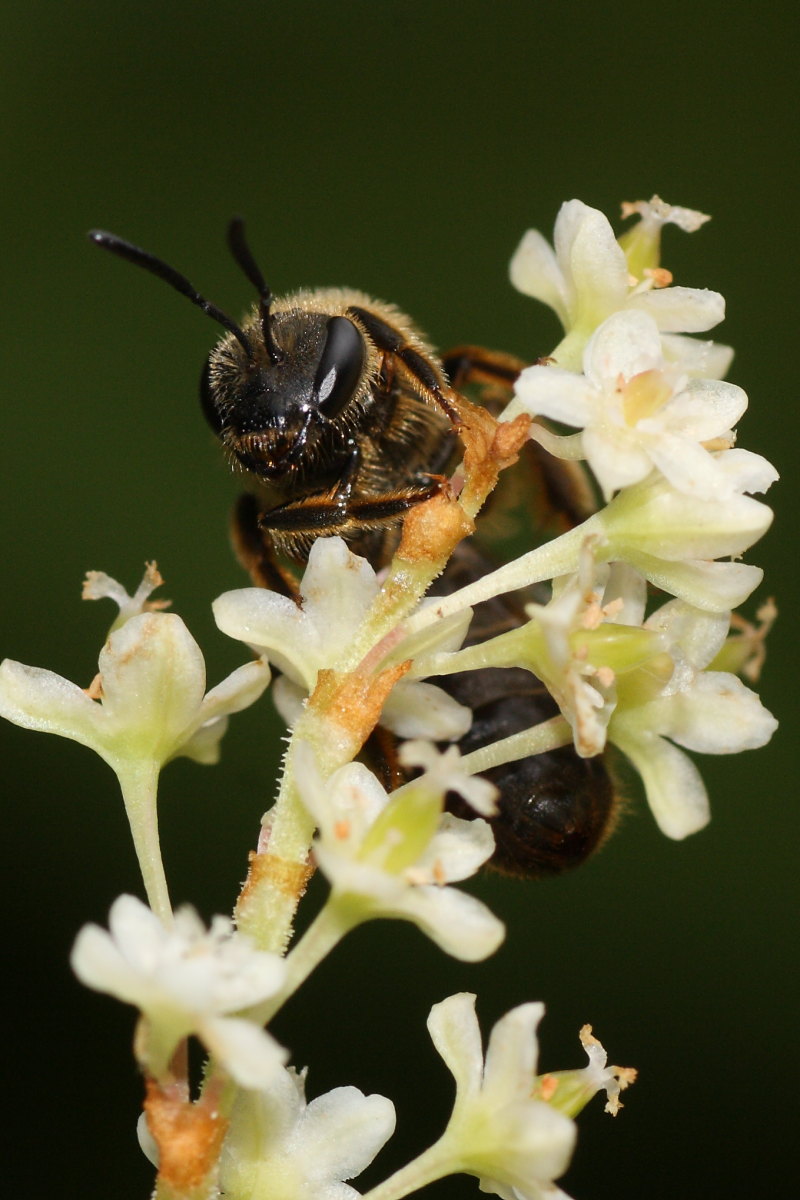 Apidae Halictinae